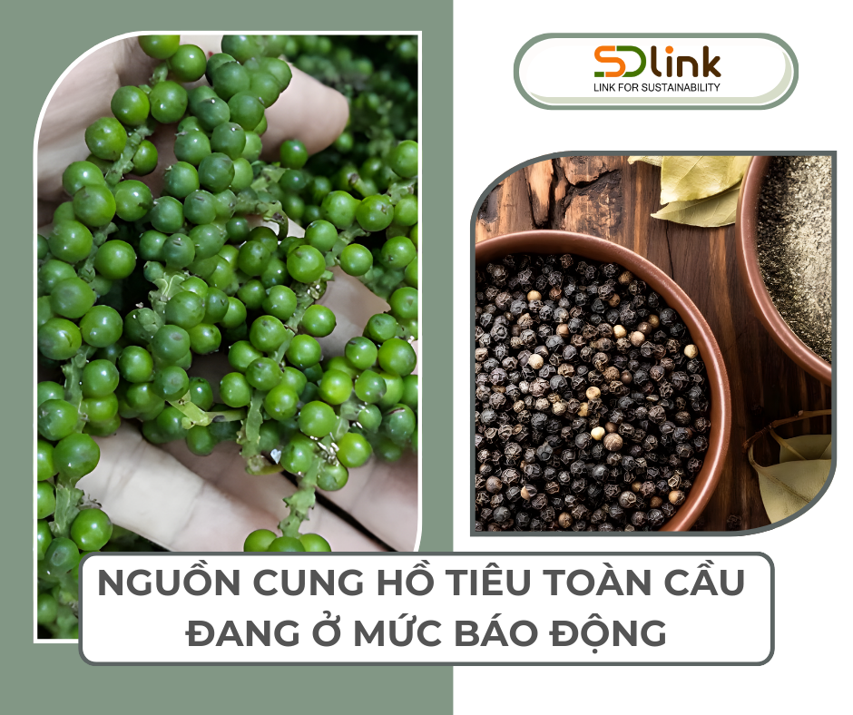 Ảnh chính Nguồn cung hồ tiêu toàn cầu đang ở mức báo động